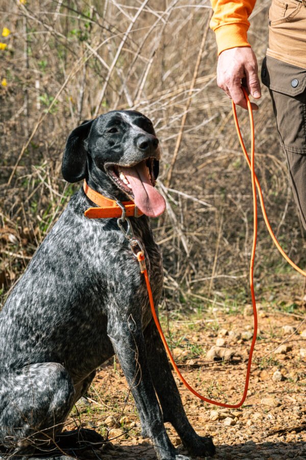 30ft Tracking Lead – Sleek No-Handle Scent Trail Leash (Veteran-Made) - Image 2