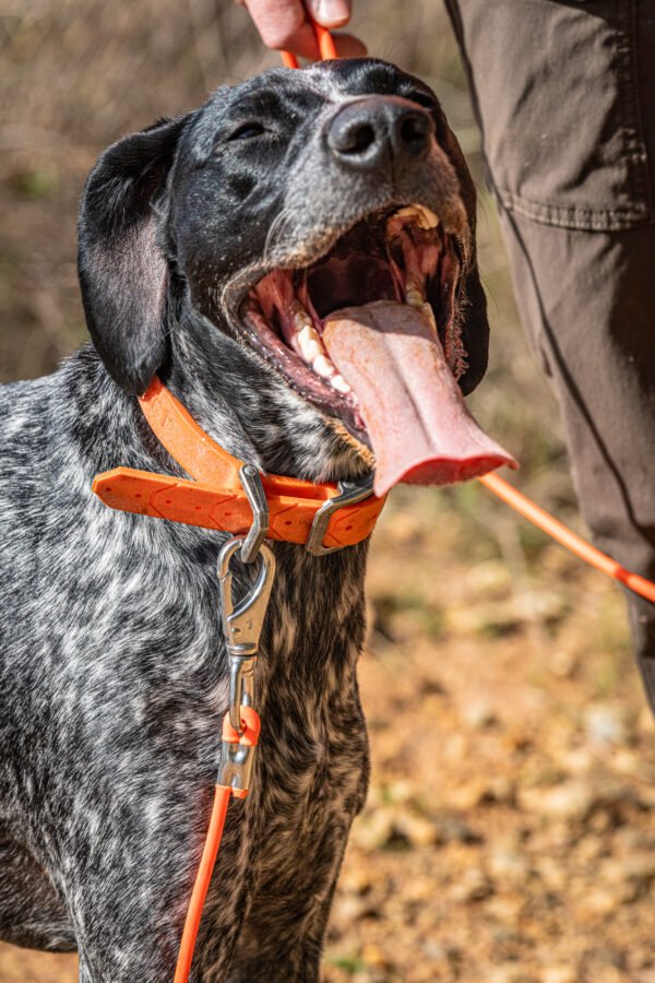 30ft Tracking Lead – Sleek No-Handle Scent Trail Leash (Veteran-Made) - Image 3